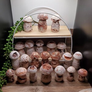 Roze Crazy Lace-agaatchampignons - aan jou de keuze