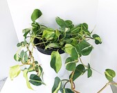 8 Pot Philodendron BRASIL RARE Tropical Hanging Plants Free Shipping