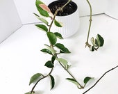 4 Pot Long Hoya Carnosa Krimson Queen Tricolor Variegated Hoya Carnosa Trailing Plant Hanging Houseplants 35 13 Trailing