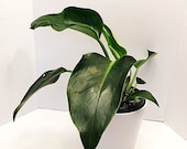 6 Pot Philodendron Congo Green Tropical Houseplants Easy Care Plants Free Shipping