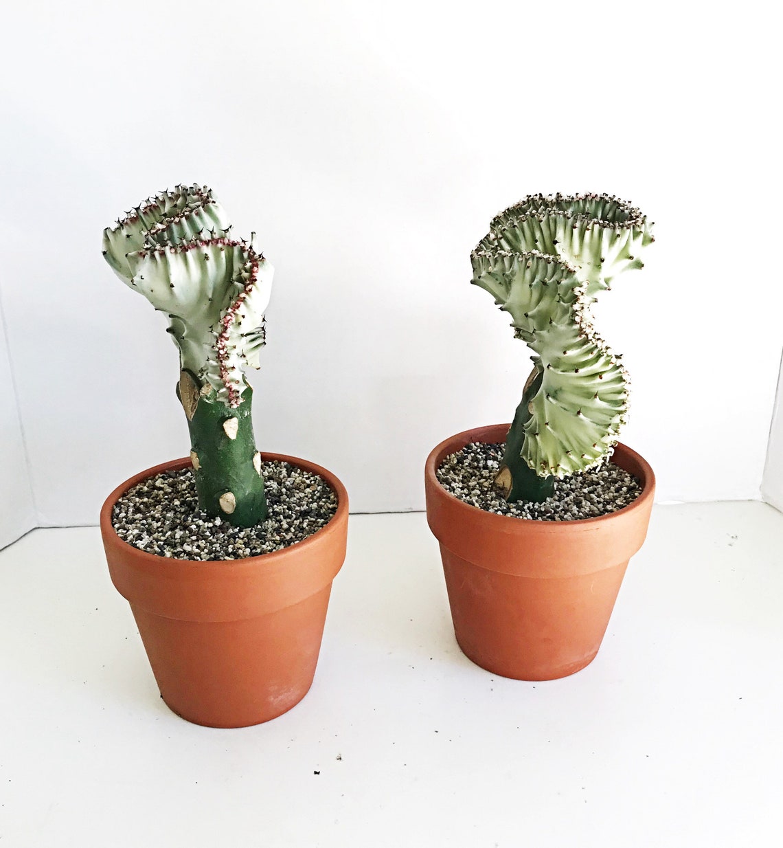 RARE Coral Cactus Grafted Unique Plant Gifts Houseplants Etsy