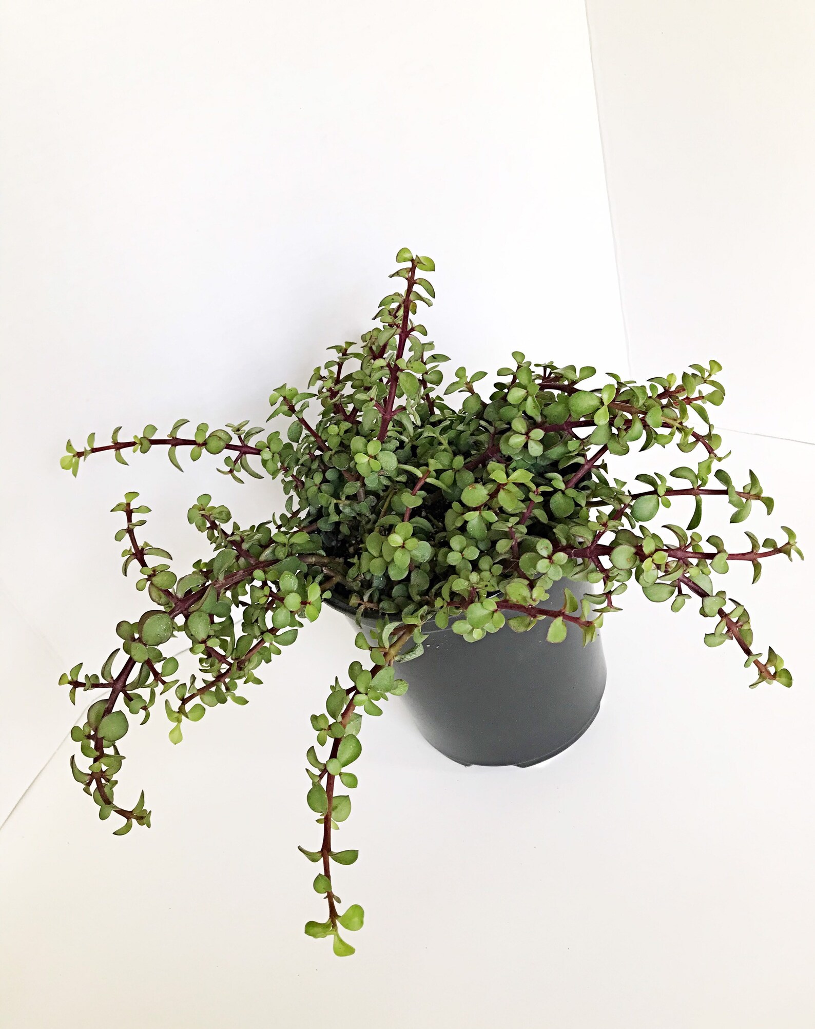 6 Pot Trailing Elephant Bush Portulacaria Afra Prostrata Etsy