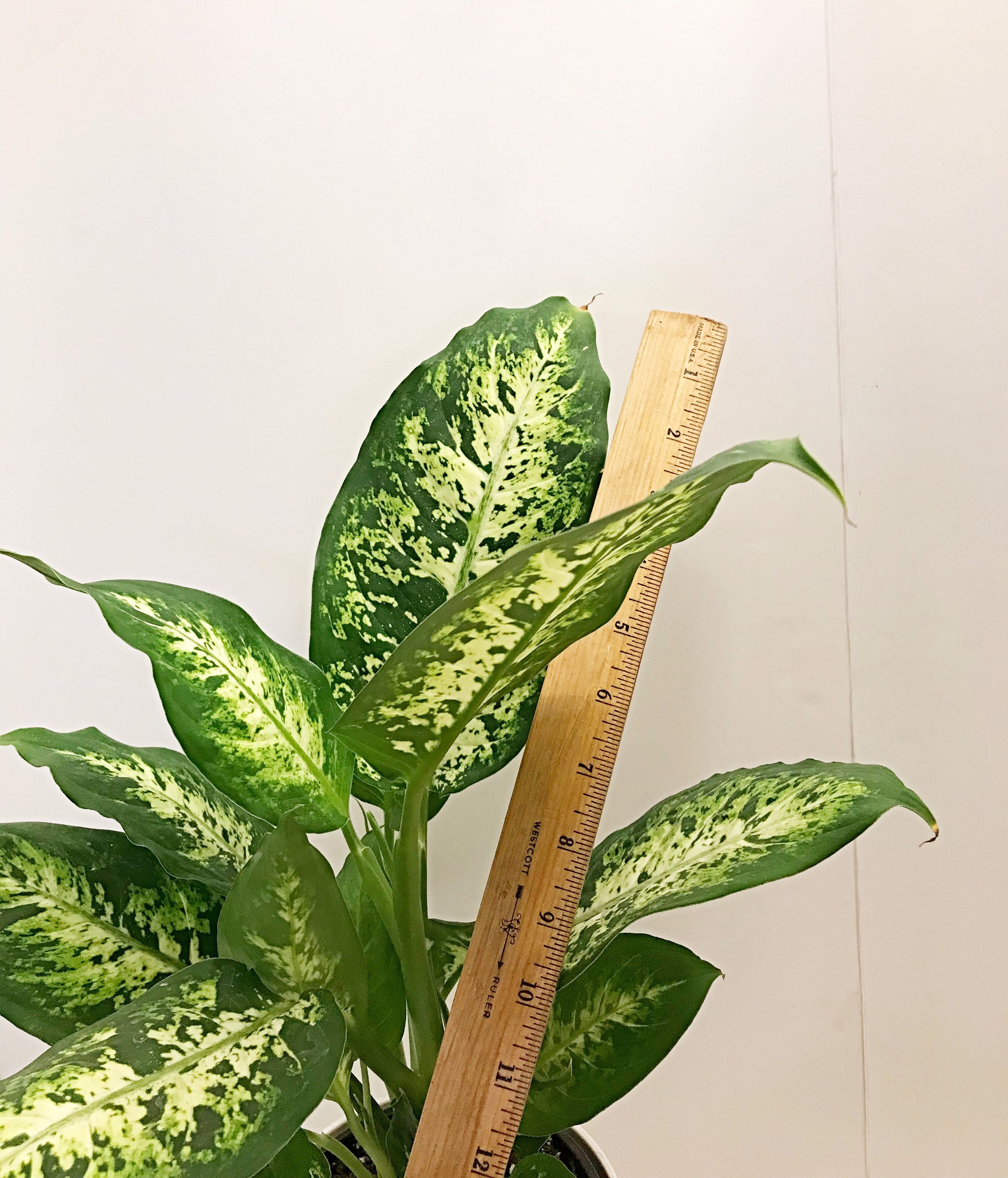 6 Pot Dieffenbachia Compacta Dumbcane Plant Indoor Etsy