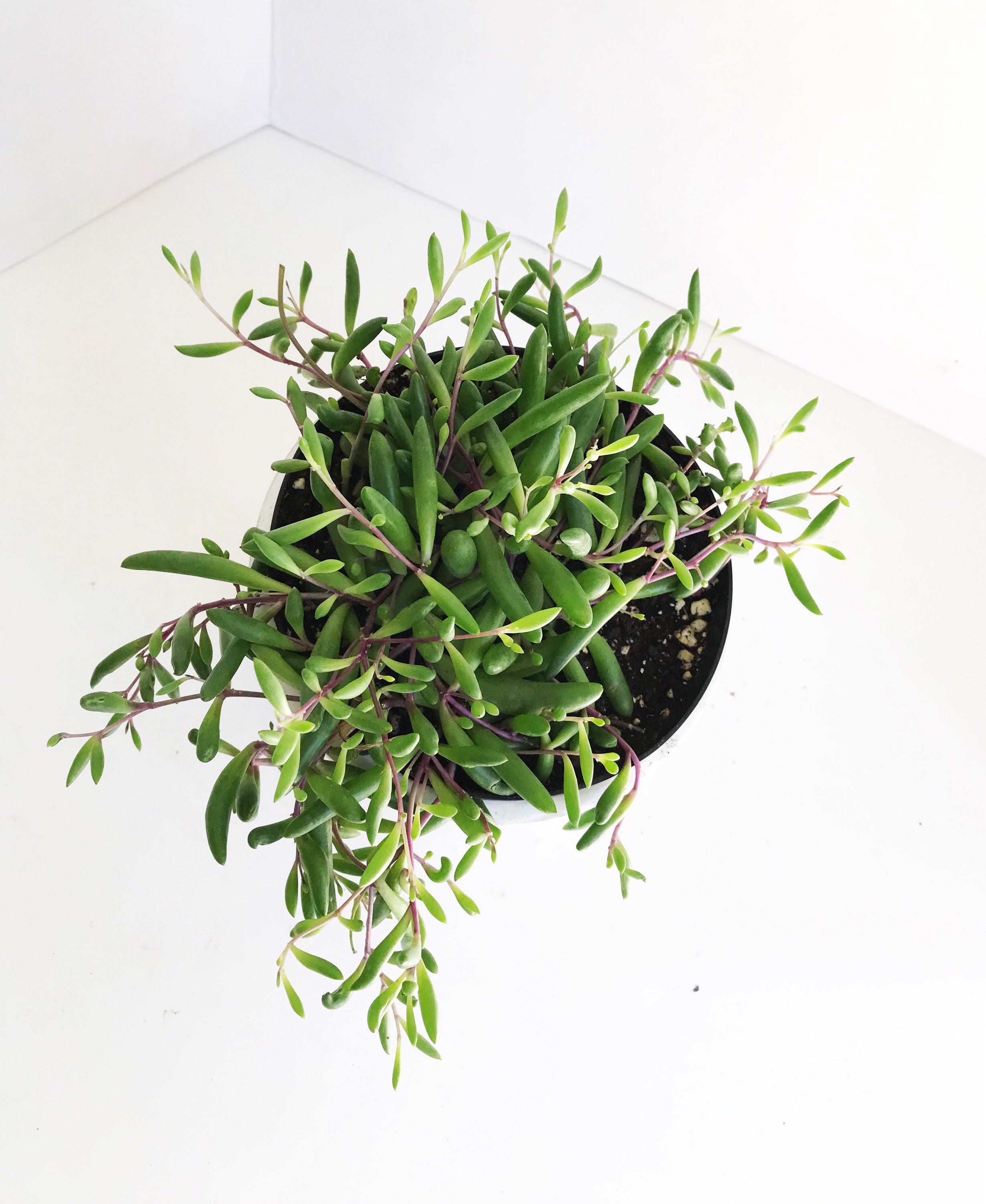 6 Pot String Of Rubies Ruby Necklace Plant Easy Care Etsy