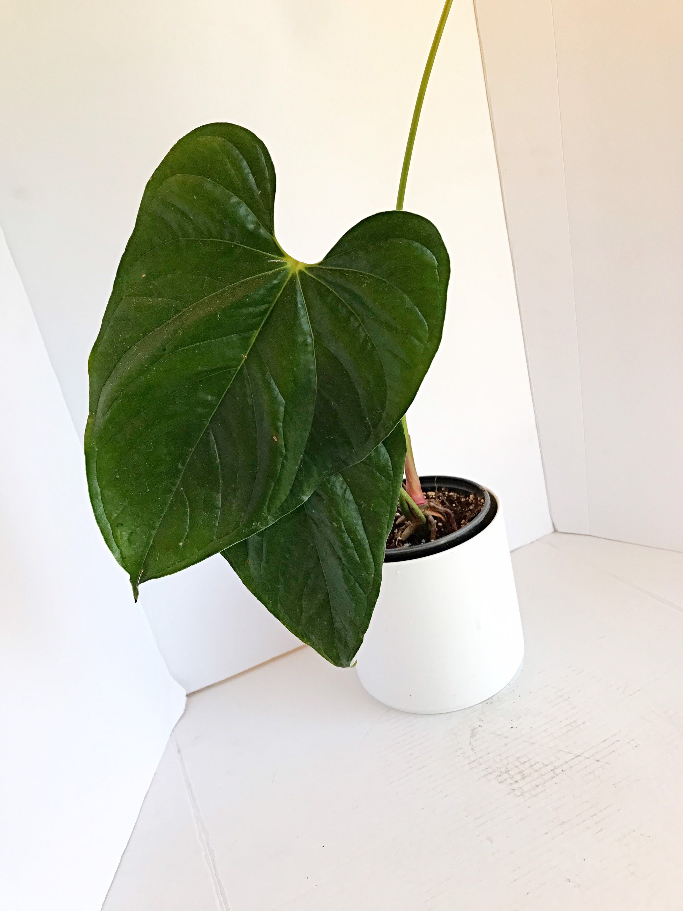 RARE Anthurium Longistrorsum Aroids Indoor Plants Exotic Etsy