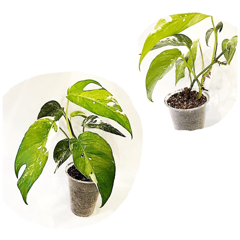 Epipremnum Pinnatum Albo Variegata RARE Variegated Rooted Starter