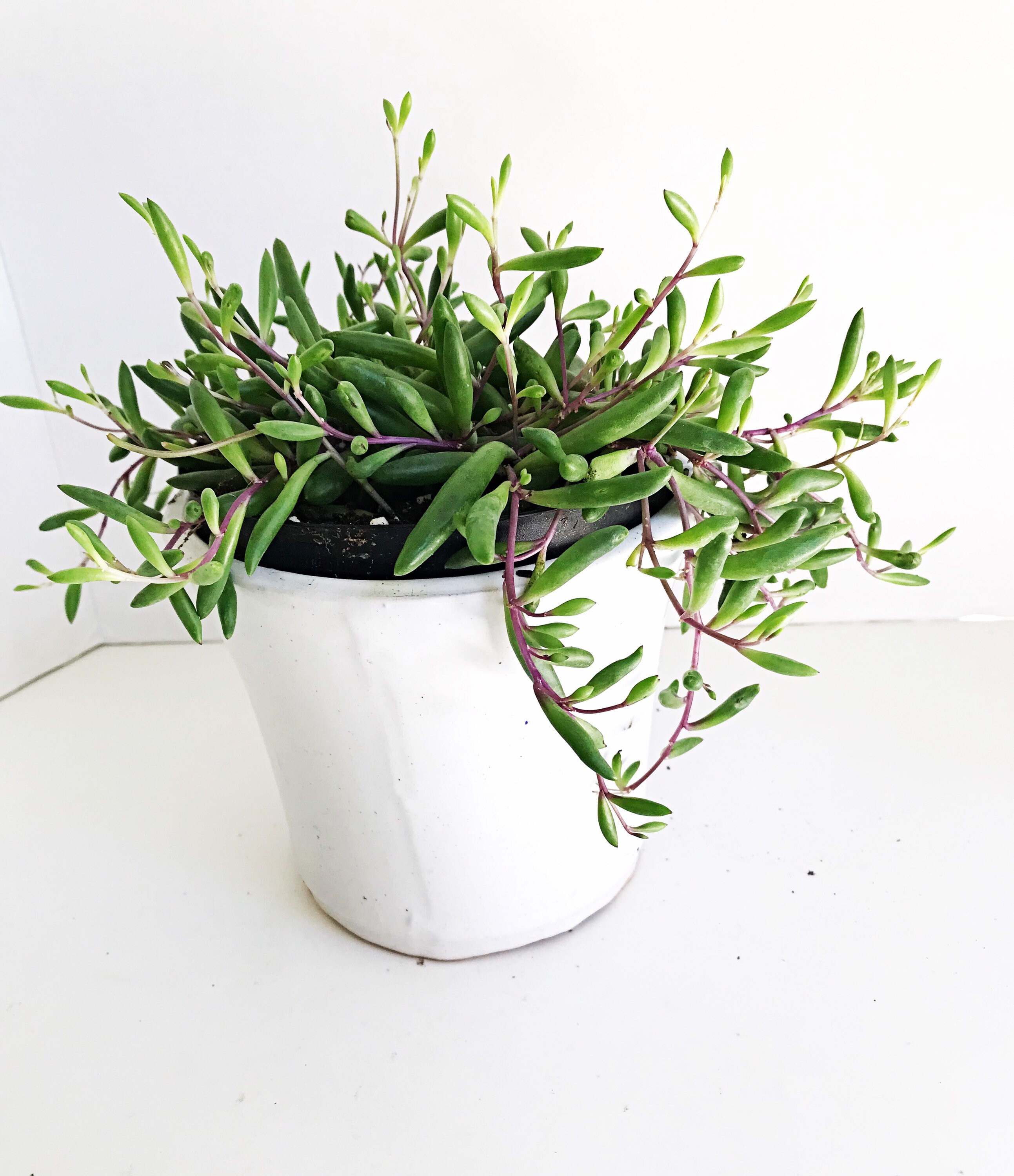 6 Pot String Of Rubies Ruby Necklace Plant Easy Care Etsy