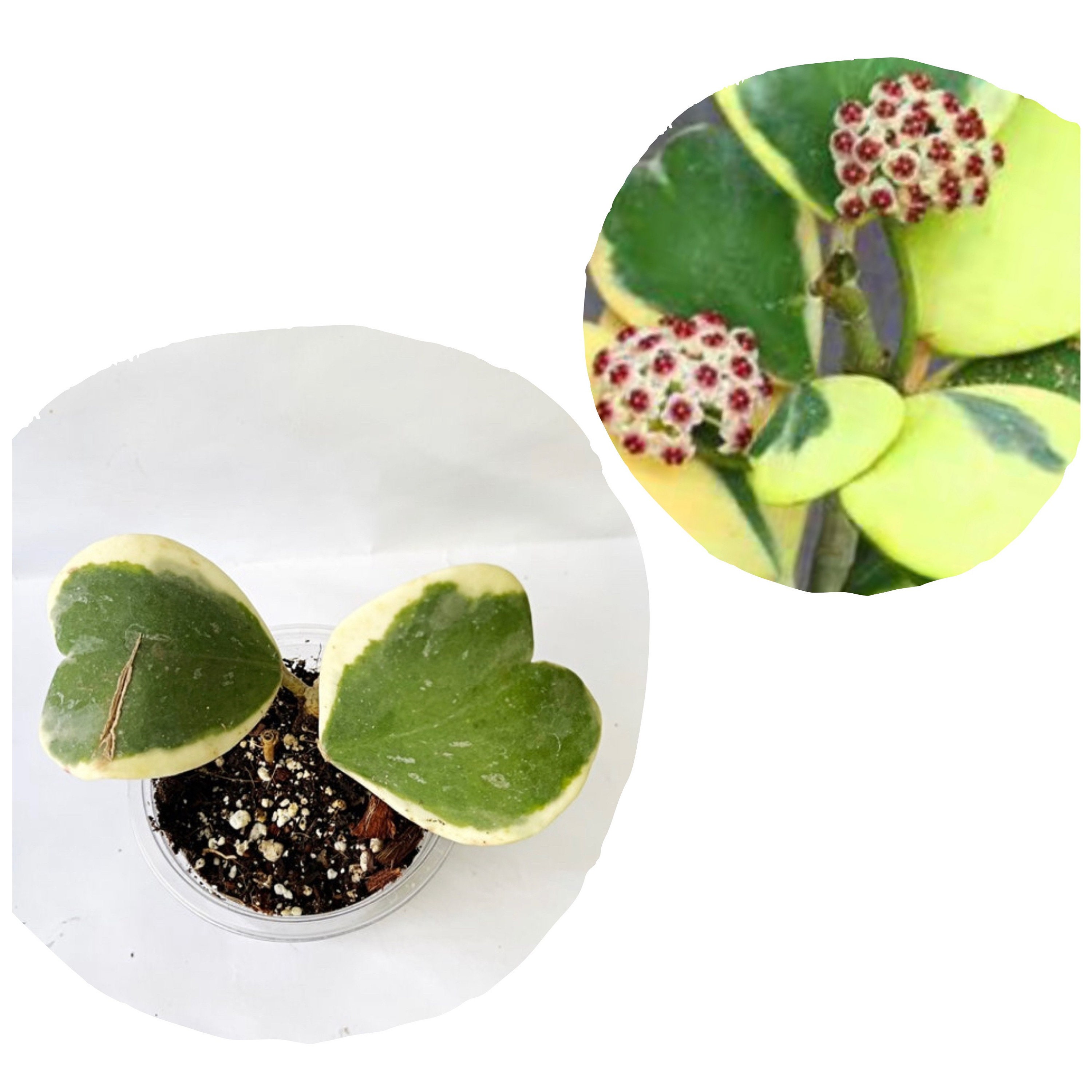 SALE Hoya Kerrii Variegated Sweetheart Hoya Exotic Etsy