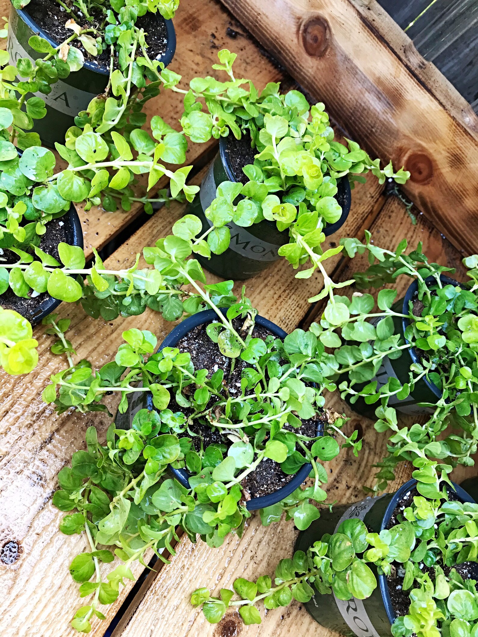 4 Pot Creeping Jenny Full Lush Plants Goldilocks Plant Etsy