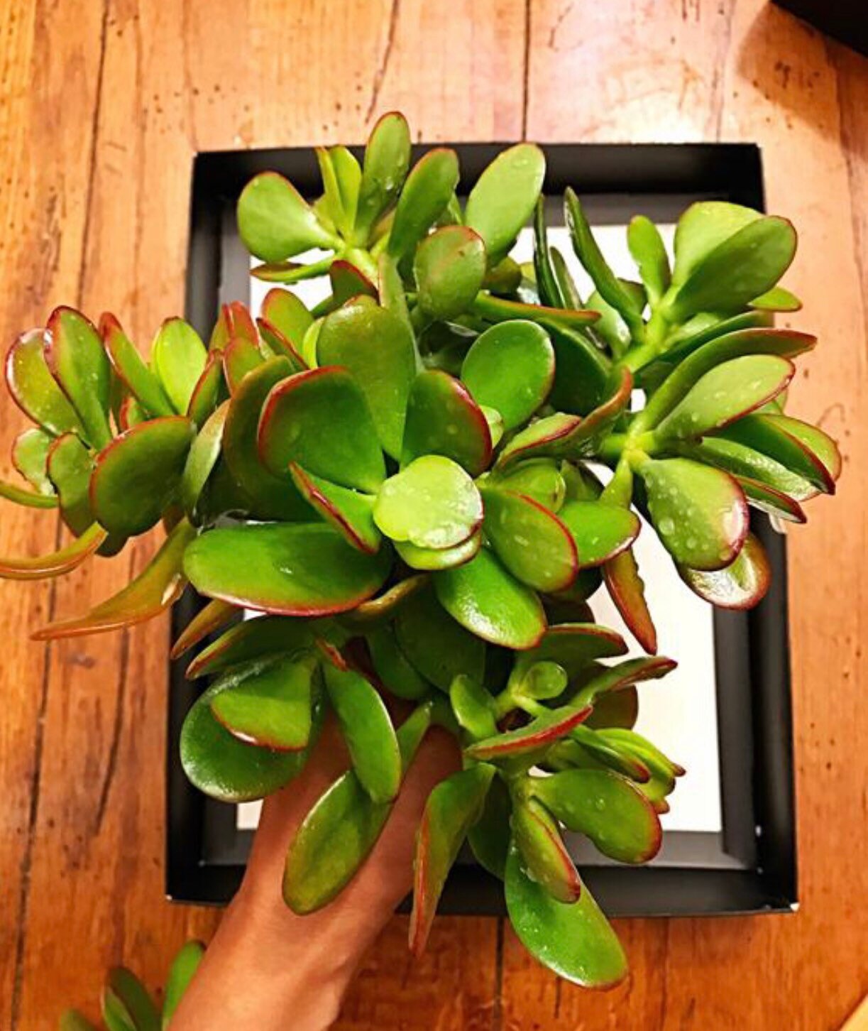 6 Cuttings Jade Plant Live Plant Cuttings Succulents Etsy