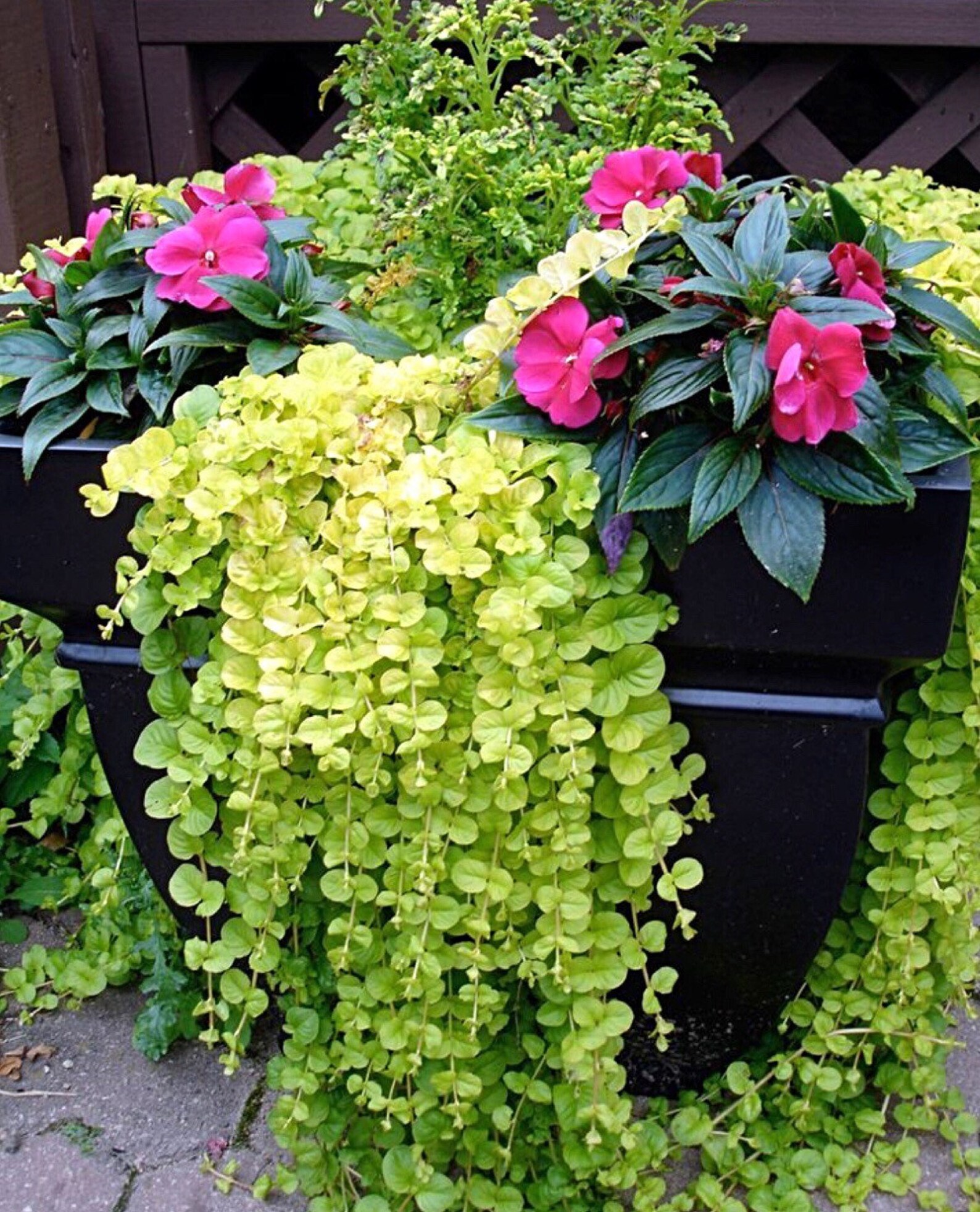 6 Pot Creeping Jenny Moneywort Hanging Plant Etsy