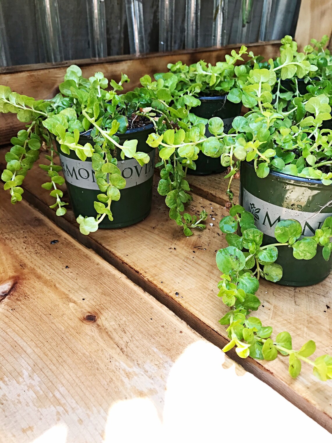 4 Pot Creeping Jenny Full Lush Plants Goldilocks Plant Etsy