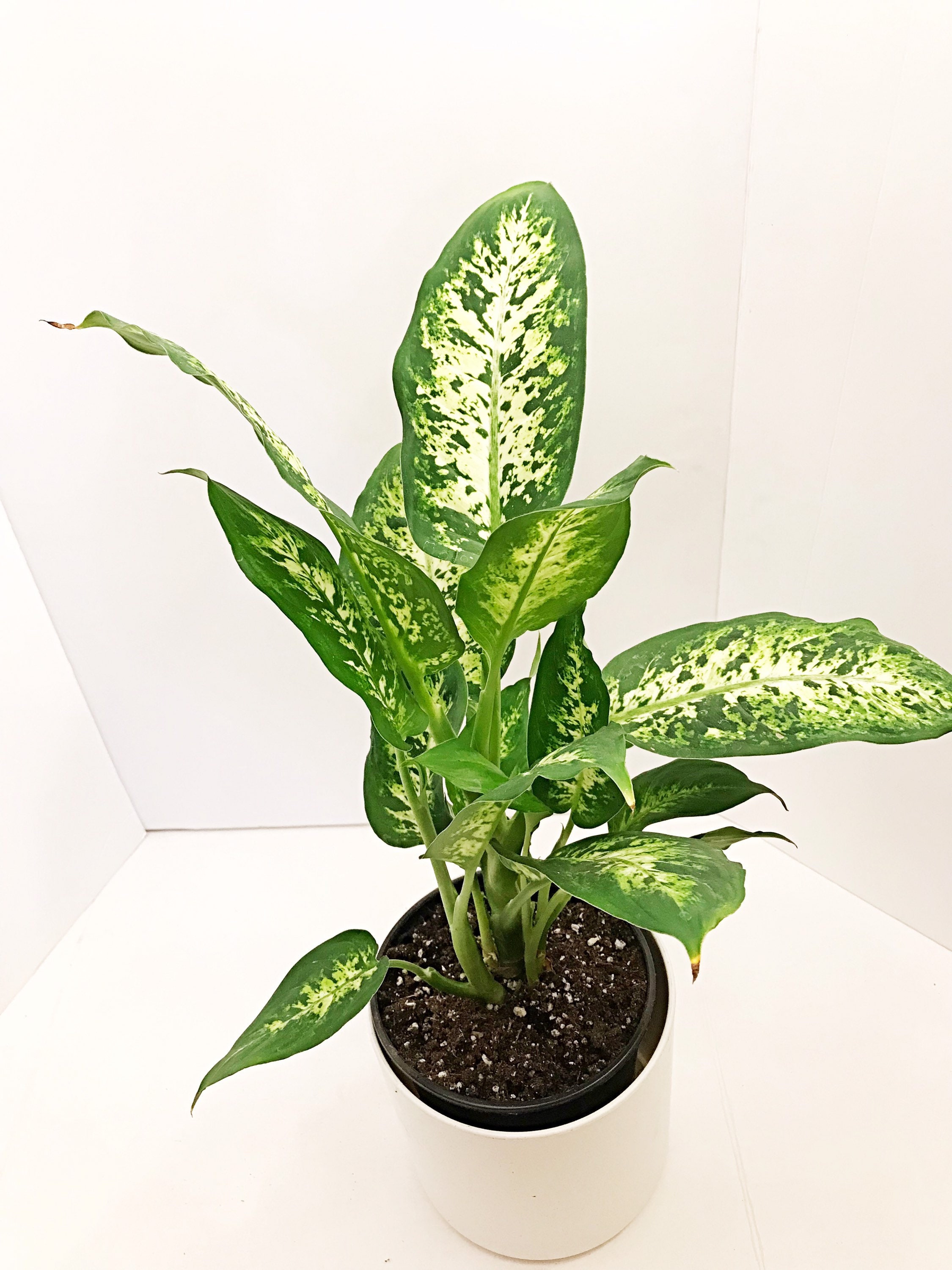 6 Pot Dieffenbachia Compacta Dumbcane Plant Indoor Etsy