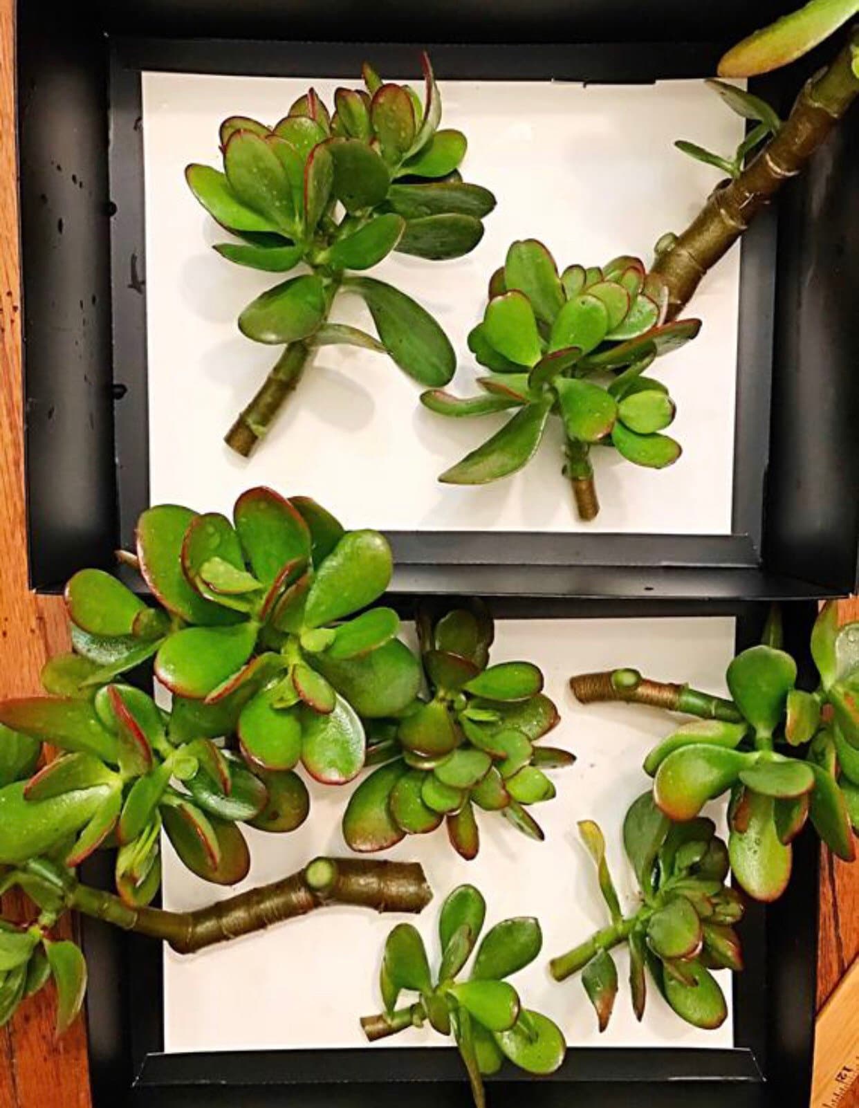 6 Cuttings Jade Plant Live Plant Cuttings Succulents Etsy