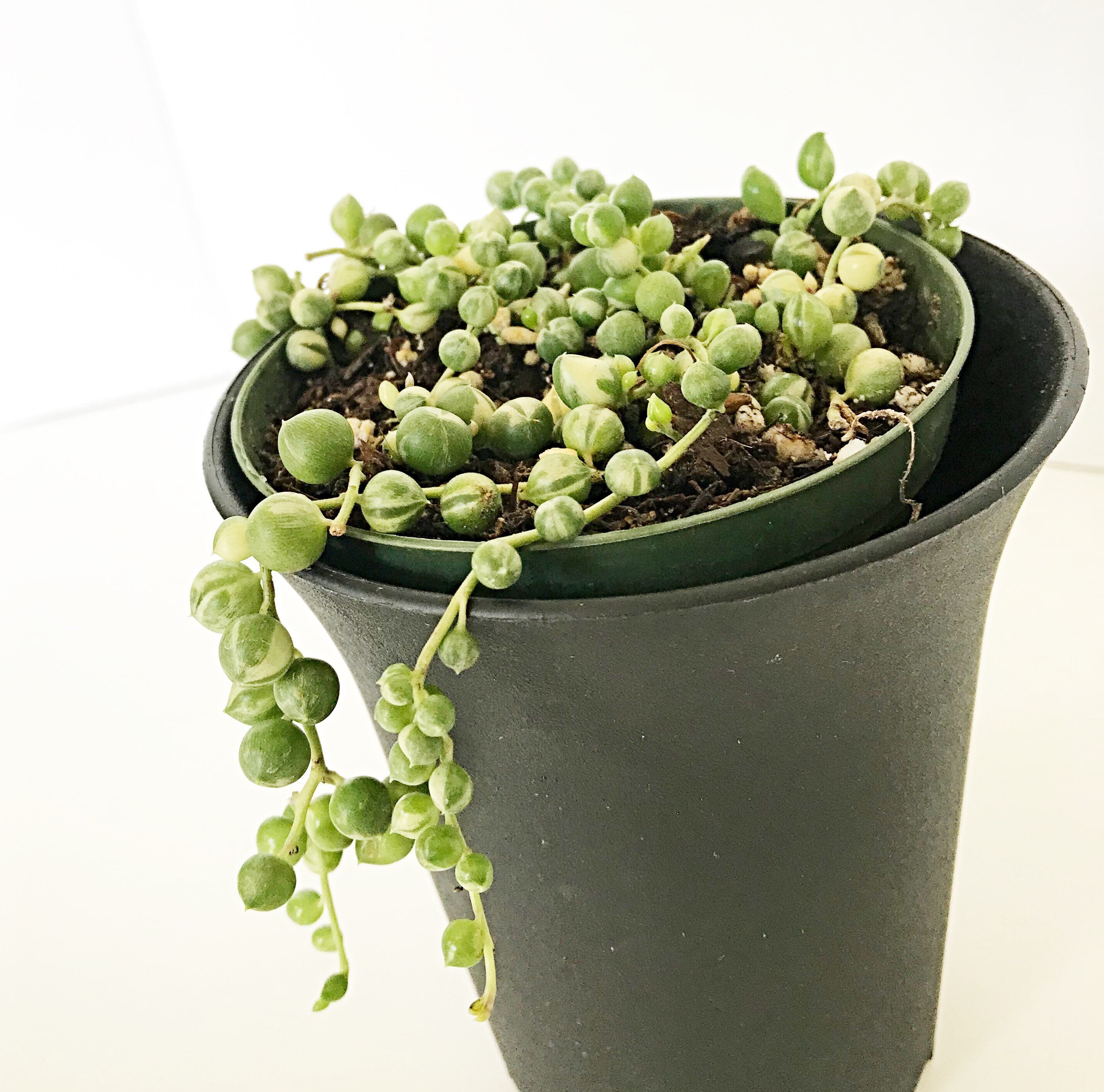 4 Pot RARE Variegated String of Pearls Senecio Rowleyanus