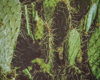 Prickly Pear on film