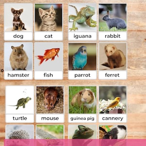 Gezelschapsdieren Montessori Flashcards, echte foto's, foto's educatieve homeschool peuter kleuter, afdrukbare PDF