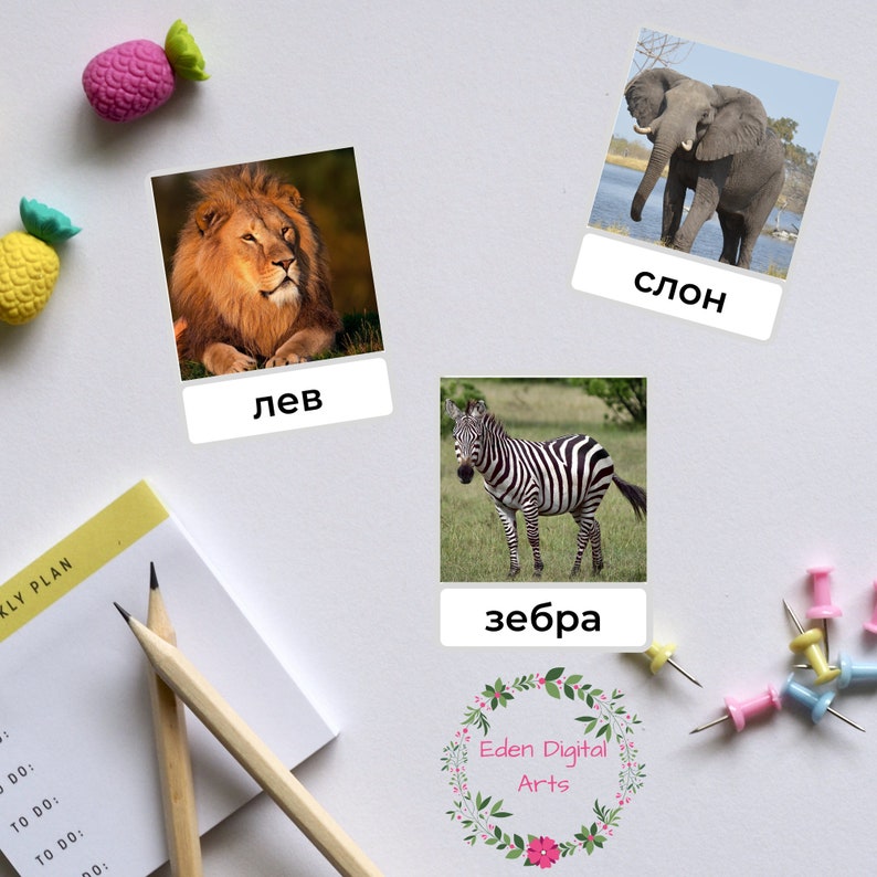 May include: Four flashcards with pictures of a lion, zebra, elephant, and a pineapple. Each card has the name of the animal written in Russian below the picture. The cards are on a white surface with push pins and a notepad.