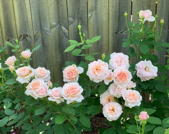 David Austin Roses Etsy