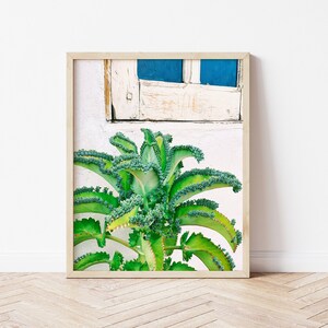 Mother Of Thousands, Succulent Photo Print | Downloadable Photography Wall Art | Printable Teen Art Prints | Digital Download