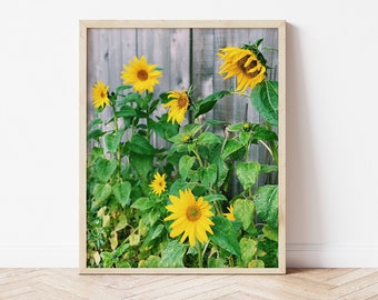 Sunflower Season Photo Print / Downloadable Photography Wall Art / Printable Teen Art Prints / Digital Download