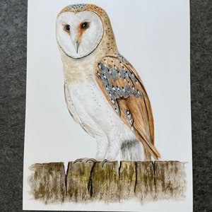 Print- Barn Owl - From Original Watercolor Painting Bird Art