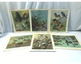 Bird Portraits in Color 1960 Univ of Minnesota Lot of 5 Artist Color Bird Portraits in Color 1960 Univ of Minnesota Lot of 5 Artist Color