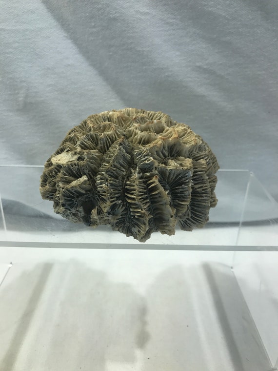 Natural Brain Coral Fossil Rock Aquarium Terrarium Large Etsy