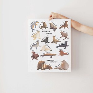 Pinnipedia Otariidae en Odobenidae downloadbare poster, zeehondenposter, oorrobben en walrussen, kinderkamer, kunst aan de muur voor kinderen