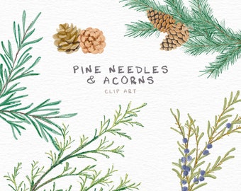 Pine needles and acorns clip art, 24 separate clip art images, Instant downloadable clipart files, clip art, digital download