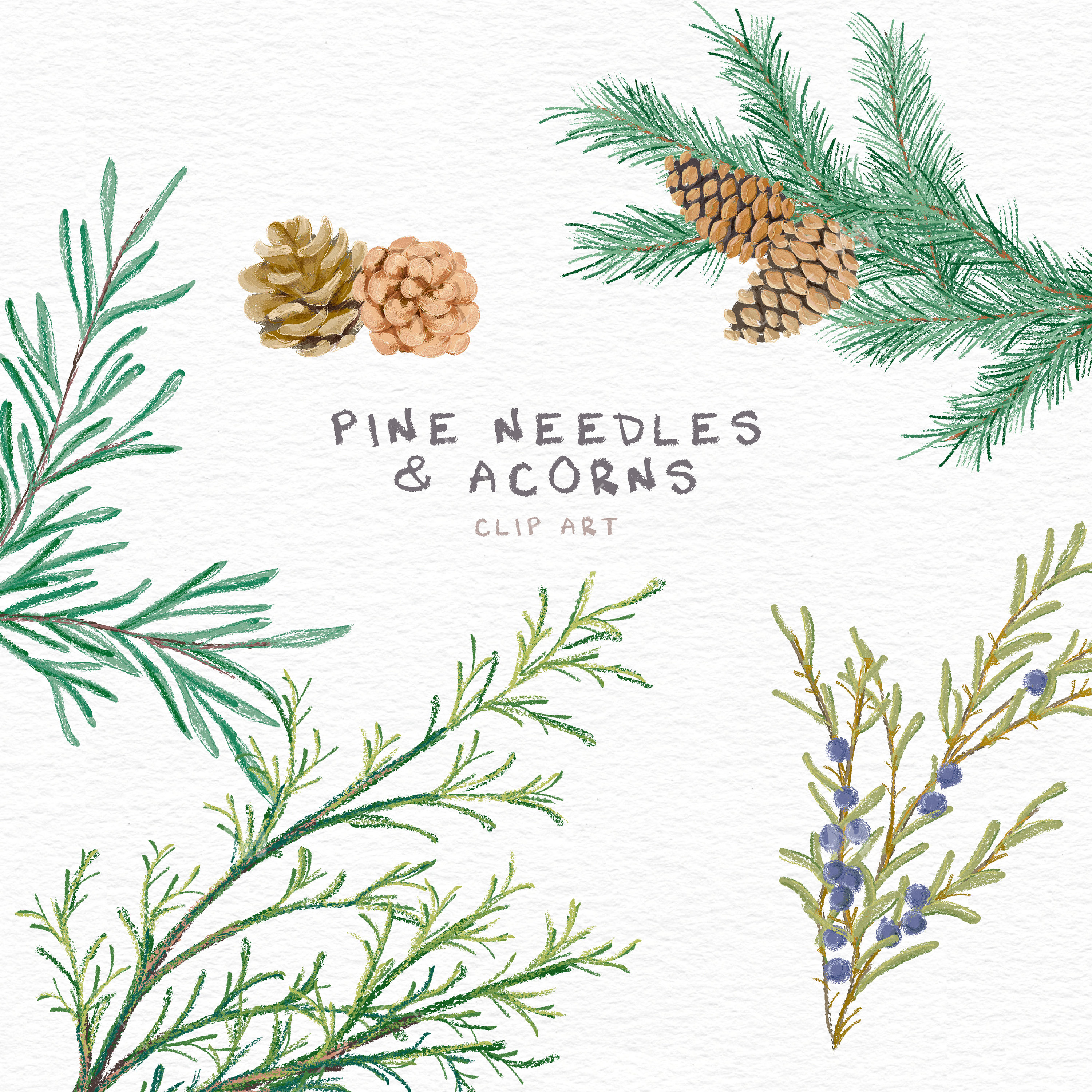 Pine Needles Clipart
 Pine Needles and Acorns Clip Art 24 Separate Clip Art Instant