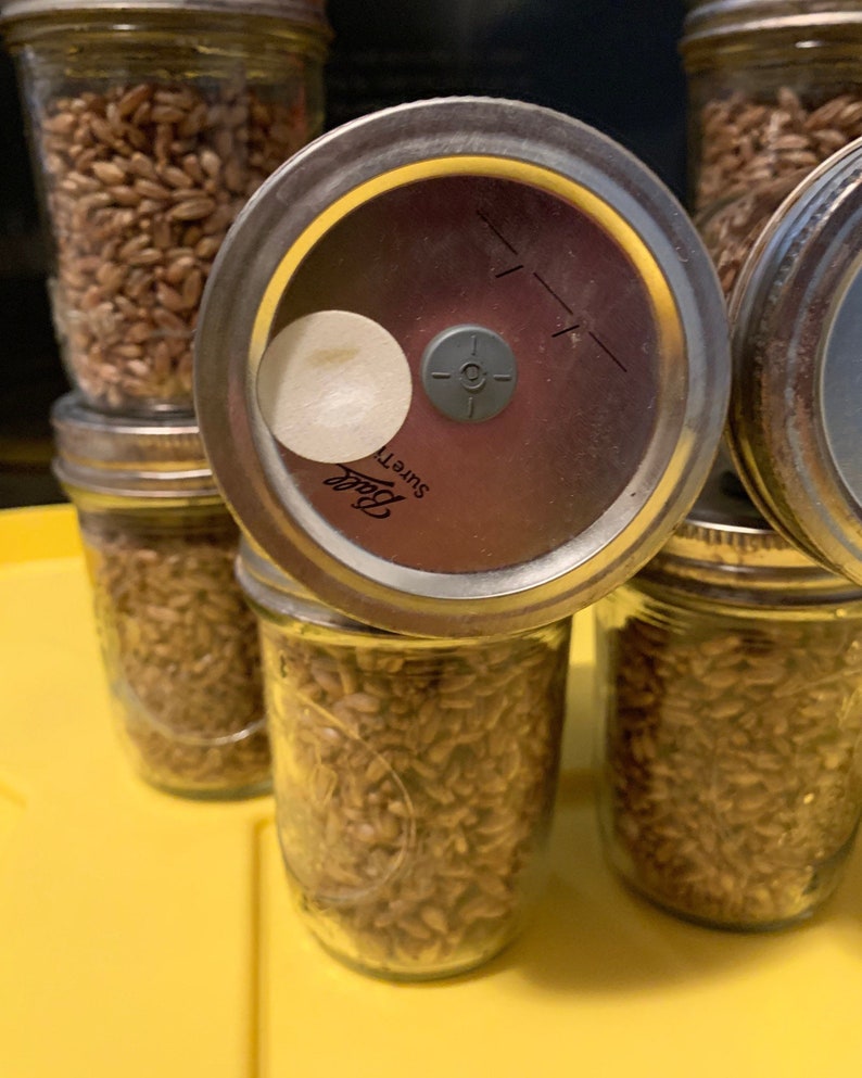 6 or 12 8oz Sterilized Grain Spawn Jars Widemouth Injection Etsy