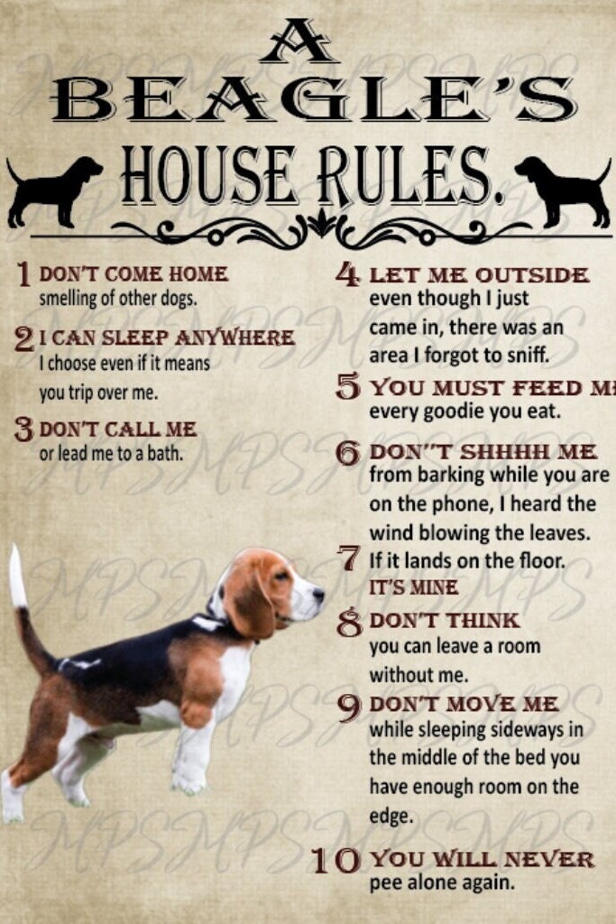 What Are The Rules For Keeping A Beagle In Saint Pierre And Miquelon