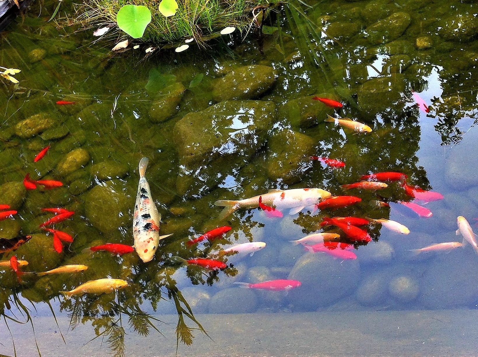 Photo outside koi fish pond