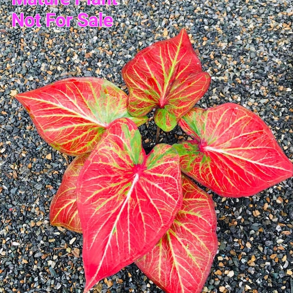 Caladium  Golden Castle Please read DESCRIPTION  before purchase