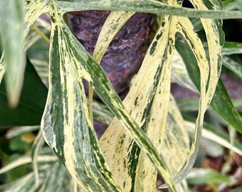 Amydrium Zippelianum Variegated 4 - US SELLER - Etsy