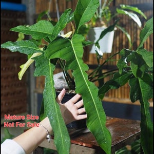 Philodendron Lelano Miyano Rare Collection Seedling Size 2-5 inches image 2