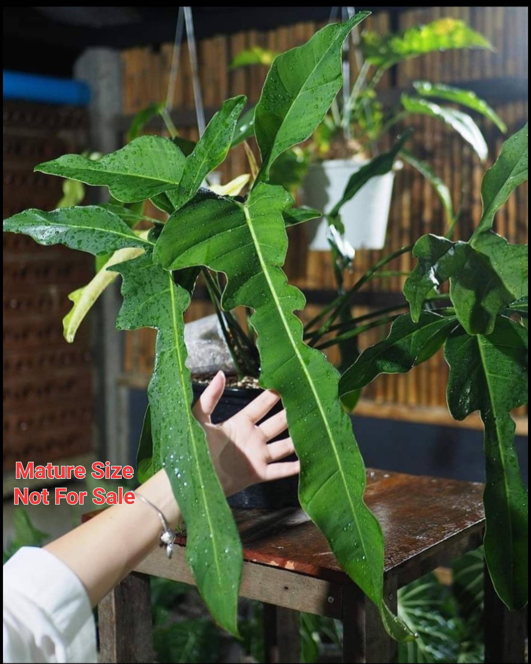 Philodendron Lelano Miyano Rare Collection Seedling Size 2-5 Inches - Etsy  Israel