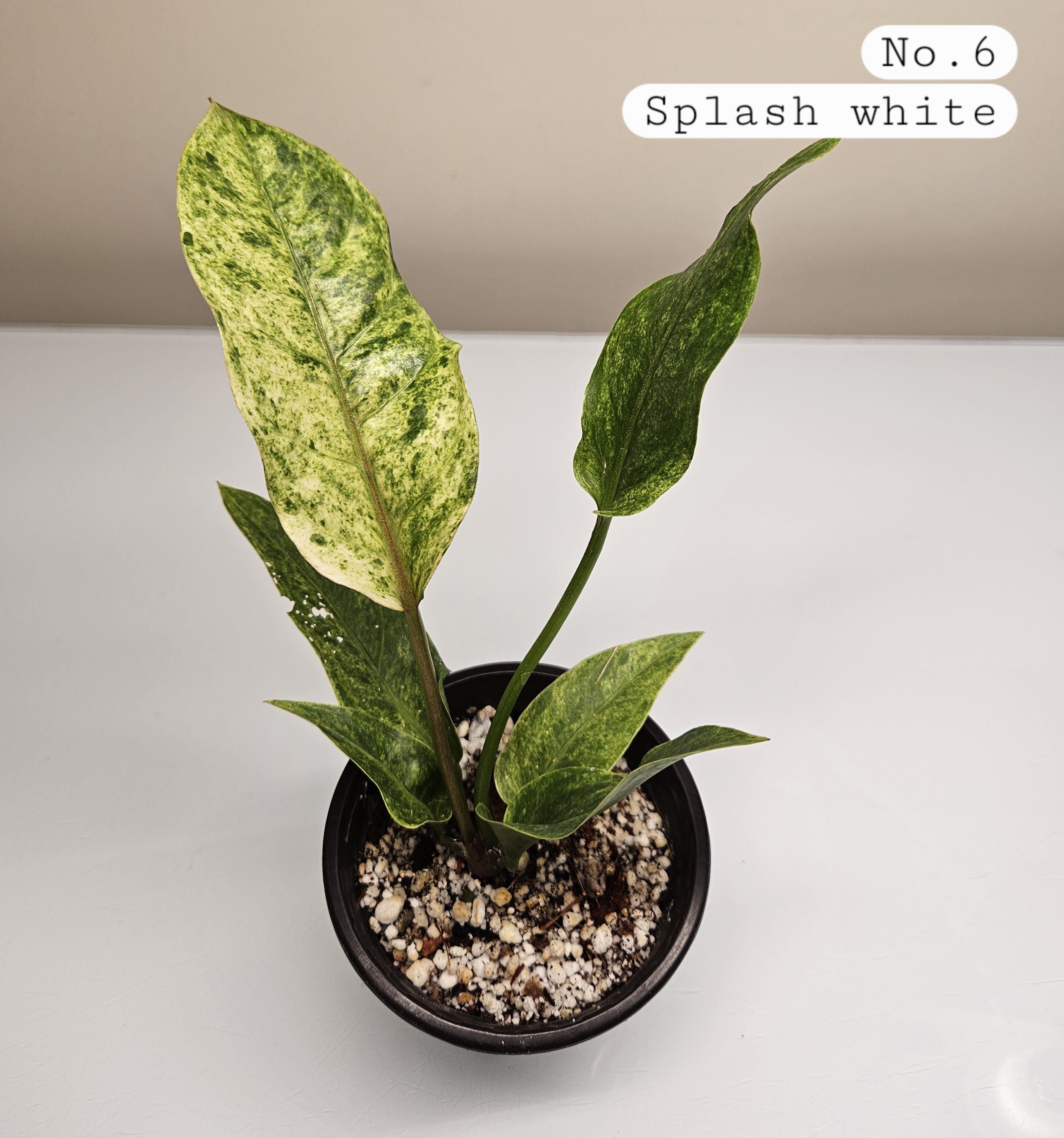 アンスリウム・ルネッサンス【5】 Anthurium Renaissance Variegation. Hybrid Please read DESCRIPTION