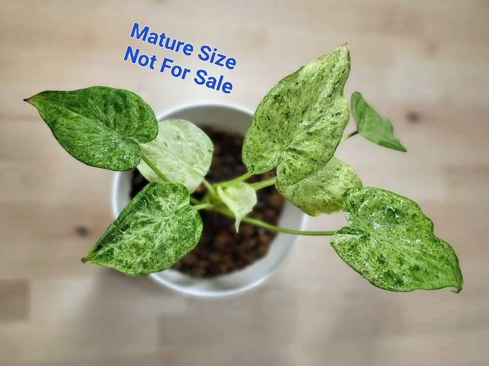 Alocasia Cucullata White Marble Variegated Rare Collection Size