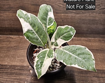 超希少❗️サイズ大❗️アンスリウム　ルネッサンス　斑入り✨ アンスリウムって巨大化することを忘れてついついお迎えしてしまいます