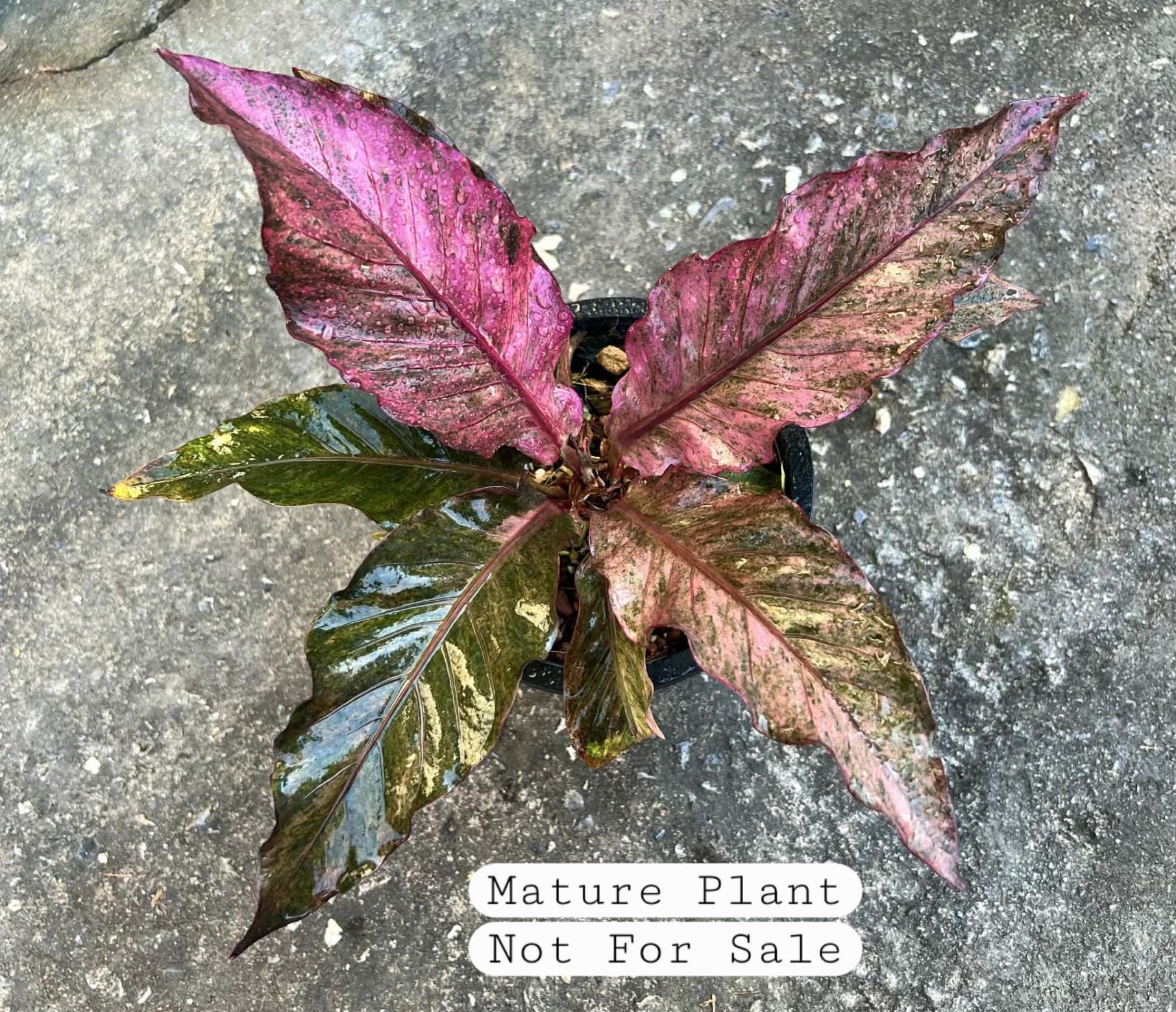 Anthurium Renaissance Variegation. Hybrid Please read DESCRIPTION