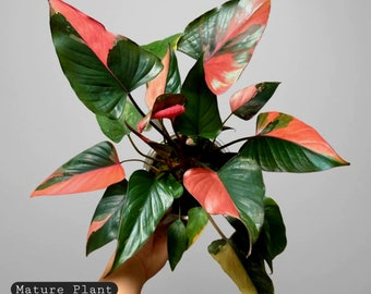 ホマロメナ ピンクダイヤモンド 斑入り 6インチポット 希少植物