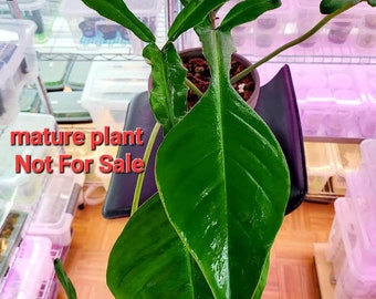 Philodendron  Joepii  PLEASE read DESCRIPTION before purchase  seedling Size 2-3 inch