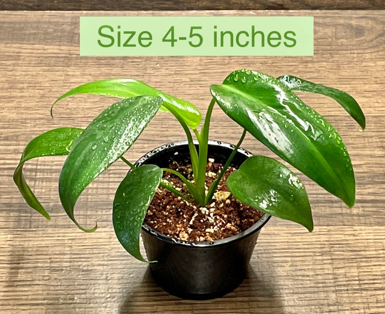 Philodendron Lelano Miyano Rare Collection Seedling Size 2-5 inches Size 4-5 inches