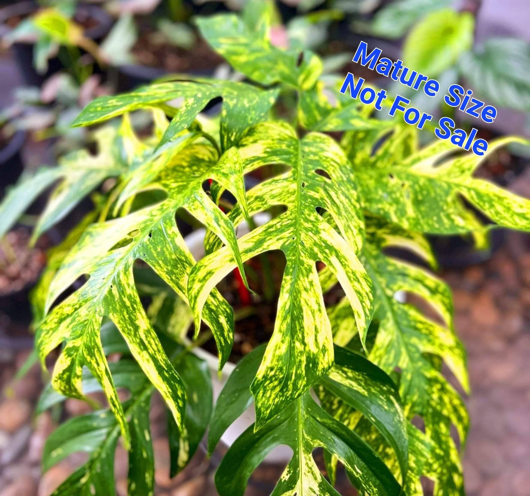 Epipremnum Pinnatum Yellow Flame. Mature Specimen RARE USA SELLER- C4