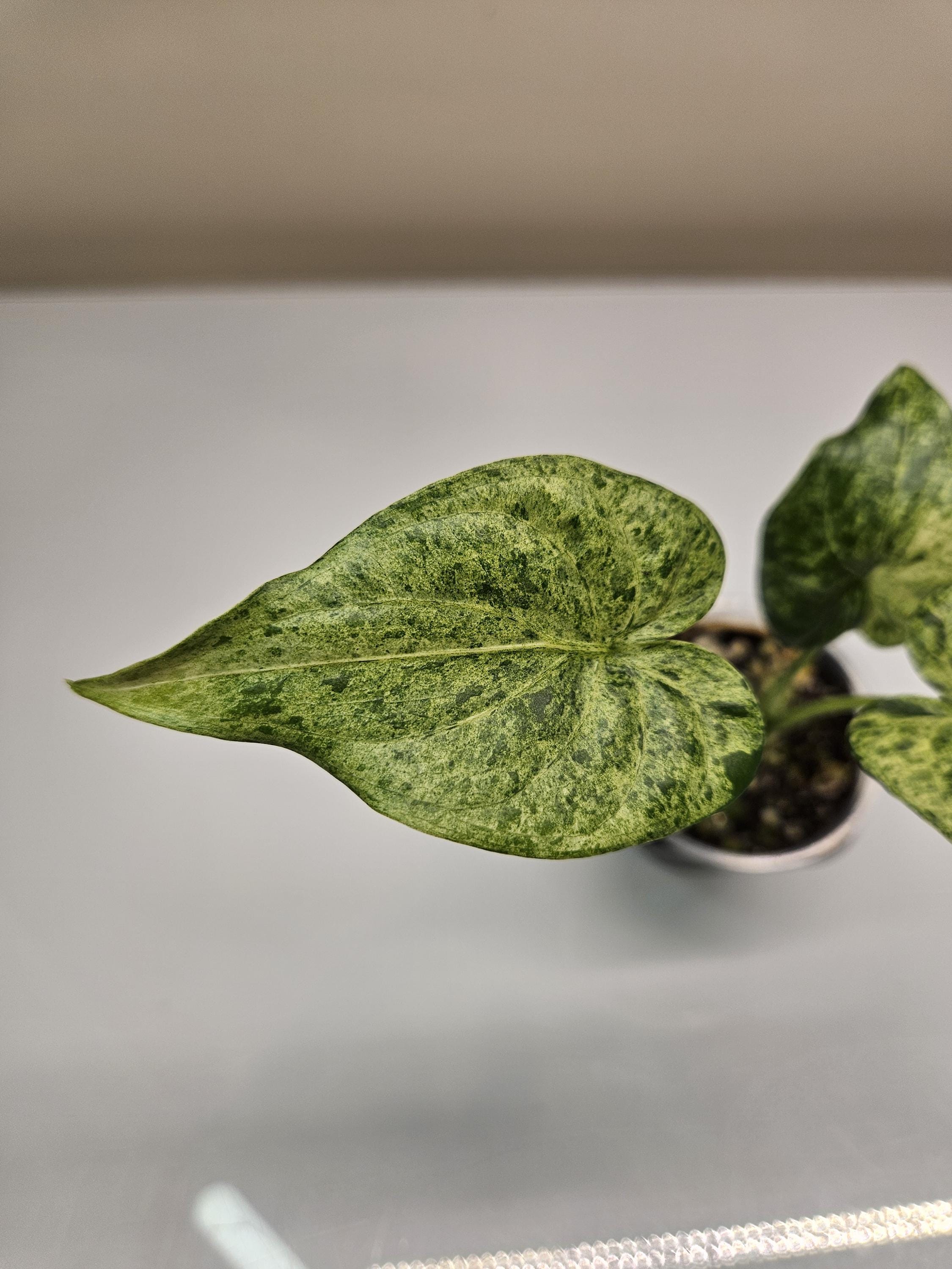 Alocasia Cucullata White Marble Variegated Rare Collection Size