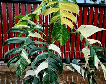 Epipremnum pinnatum albo variegated  size 3-5 inches US. Seller