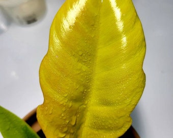 Ring Of Fire Golden Philodendron seedling    Size 2 inch