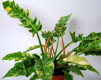 Philodendron Ring Of Fire  Variegation Size 1-2 inch